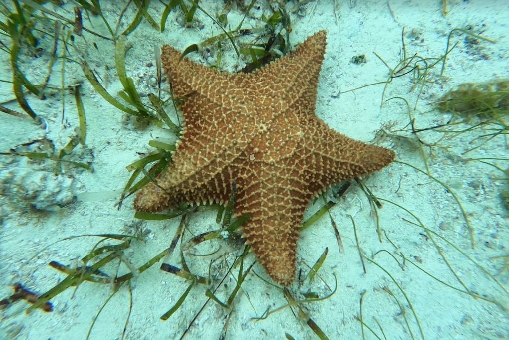 Starfish on white sand in shallow turquoise Cozumel water — representative of sail-and-snorkel / El Cielo style water days